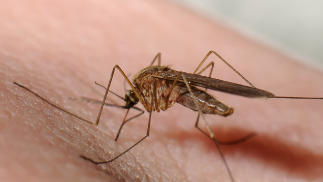 Illustration for article titled Put Your Mind At Ease: 8 Mosquitoes That For Sure Don’t Have Zika